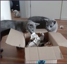Katzenbeschäftigung